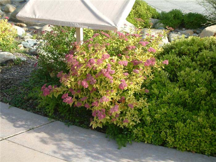 Plant photo of: Spiraea japonica 'Goldflame'