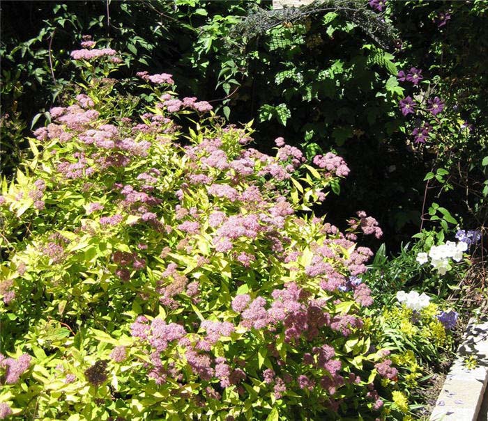 Plant photo of: Spiraea japonica 'Goldflame'