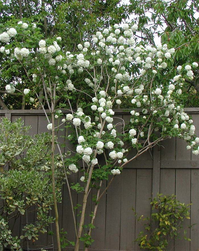 Plant photo of: Viburnum opulus 'Snowball'