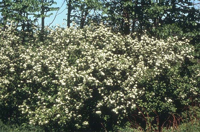 Plant photo of: Crataegus crus-galli