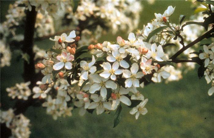 Plant photo of: Malus 'White Angel'