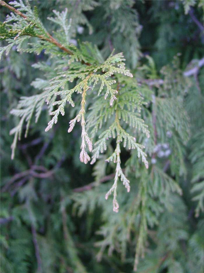 Plant photo of: Thuja plicata