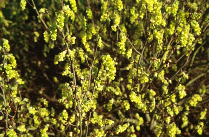 Plant photo of: Corylopsis glabrescens