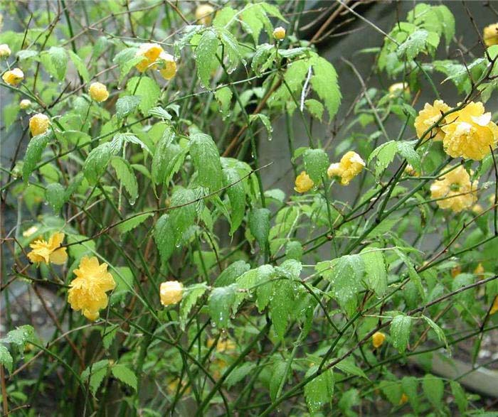 Plant photo of: Kerria japonica 'Pleniflora'