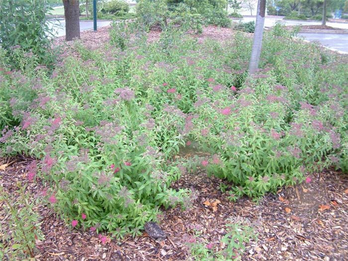 Plant photo of: Spiraea japonica