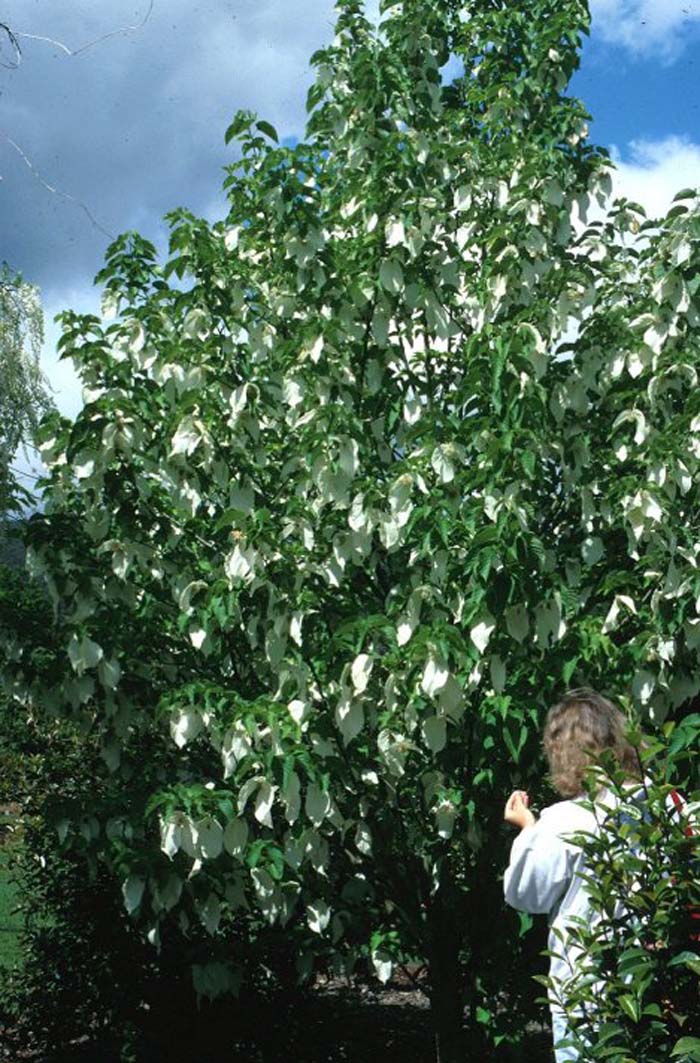 Plant photo of: Davidia involucrata