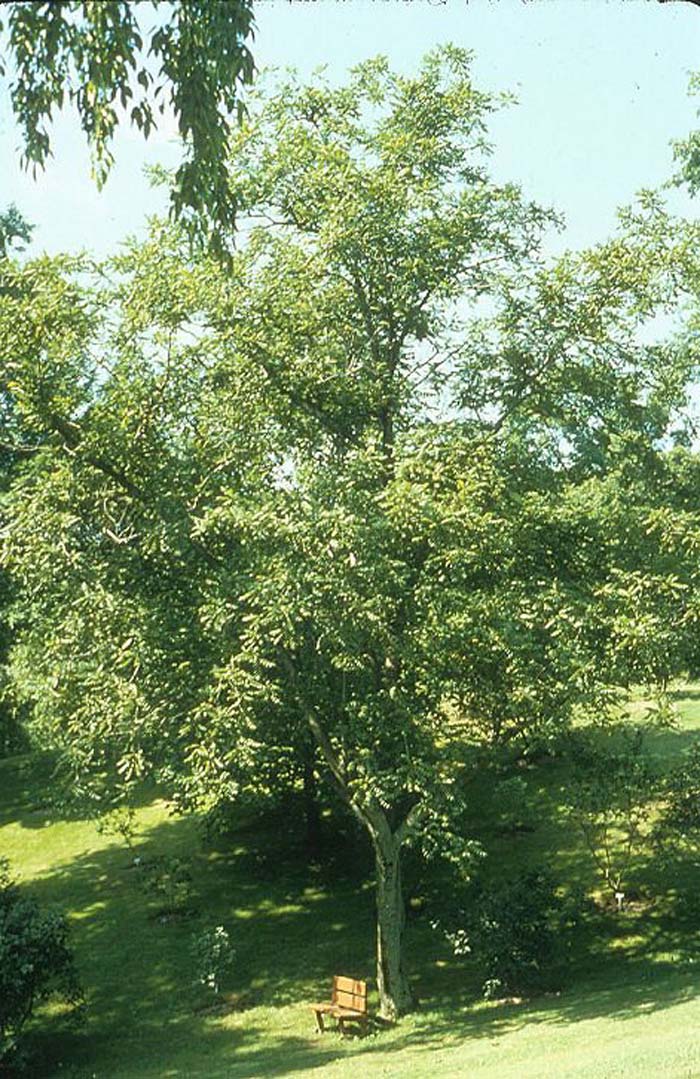 Plant photo of: Juglans cineria