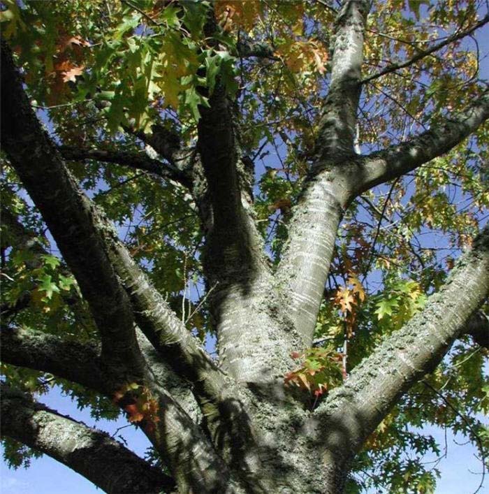 Plant photo of: Quercus rubra