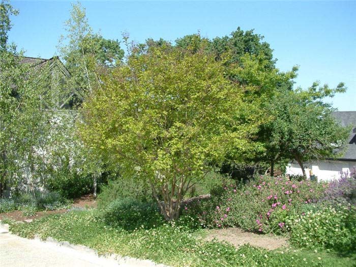 Plant photo of: Lagerstroemia 'Natchez'