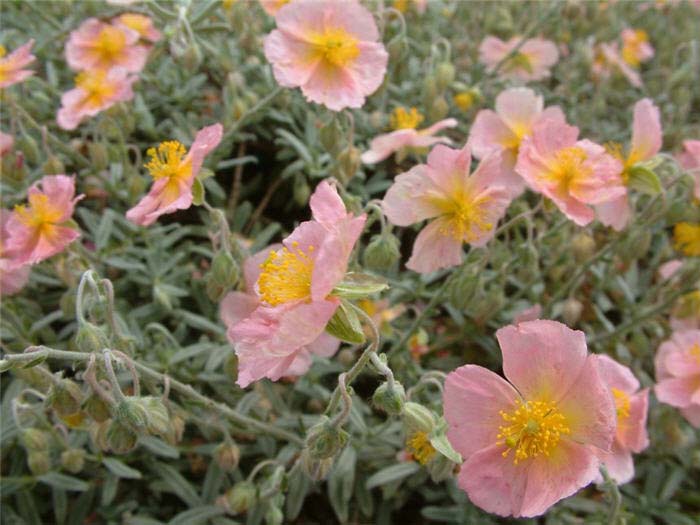 Plant photo of: Helianthemum nummularium 'Wisley Pink'