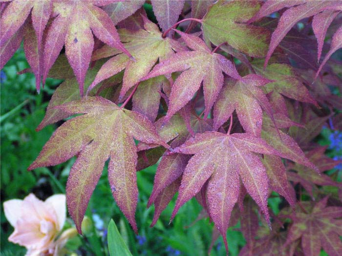 Plant photo of: Acer palmatum 'Oshio Beni'