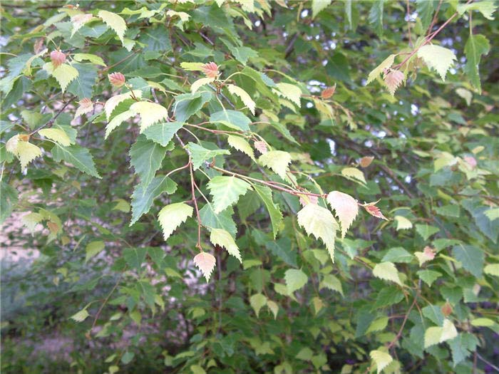 Plant photo of: Betula jacquemontii