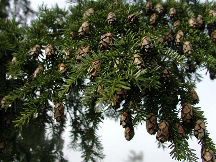 Plant photo of: Tsuga heterophylla