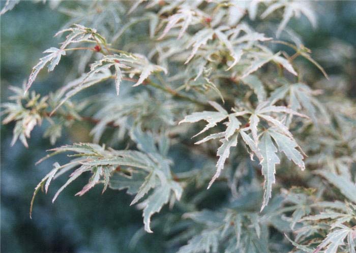 Plant photo of: Acer palmatum 'Butterfly'