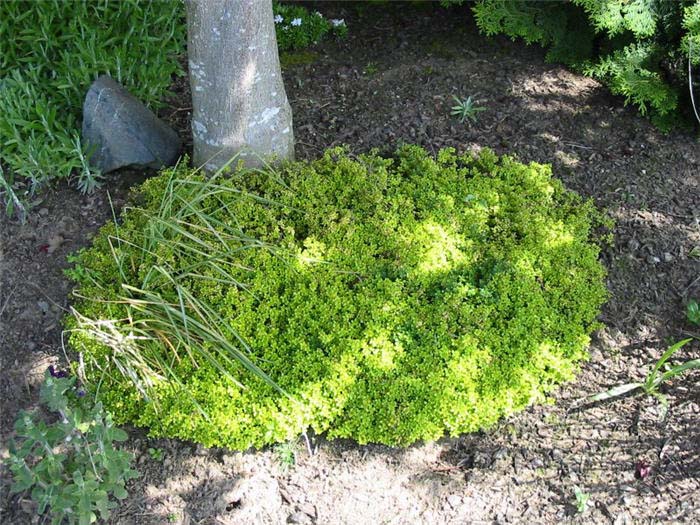 Plant photo of: Thymus X citriodora