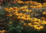 Goldilocks Gloriosa Daisy