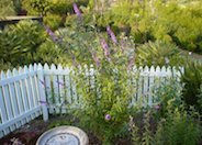 Common Butterfly Bush