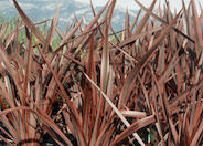 Phormium 'Guardsman'