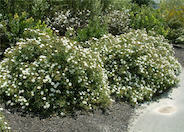 White Rockrose