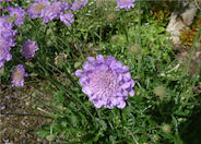 Scabiosa columbaria 'Butterfly Blue'