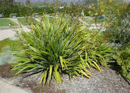 Phormium cookianum