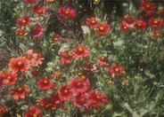 Gaillardia X grandiflora 'Burgundy'