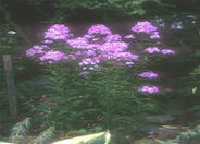 Phlox paniculata 'Speed Limit'