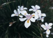 Dietes iridioides