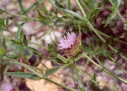 Monardella odoratissima