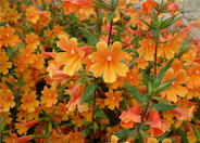 Mimulus 'Pumpkin'