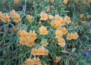 Mimulus aurantiacus