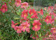 Mimulus X hybridus