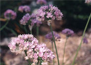 Ornamental Onion