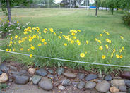 Coreopsis grandiflora