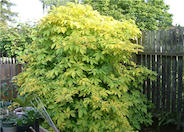 Golden European Elder