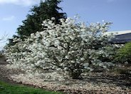 Star Magnolia