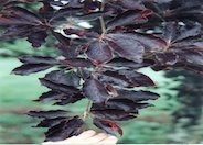 Copper Beech, Purple Beech