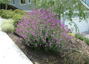 Erysimum linifolium 'Mauve Clusters'