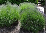 Lavandula angustifolia 'Munstead'