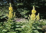 Verbascum olympicum