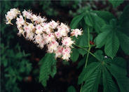 Common Horsechestnut