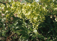 Helleborus lividus corsicus