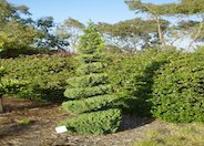 Blue Point Columnar Juniper