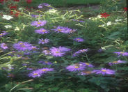 Aster X frikartii 'Wonder of Staffa'