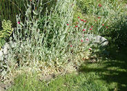 Lychnis coronaria