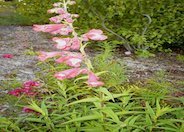 Border Penstemon