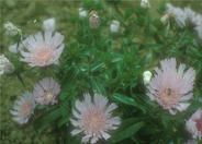 Stokesia laevis