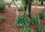 Digitalis X mertonensis