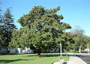 Southern Magnolia, Bull Bay