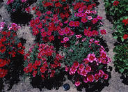 Dianthus barbatus